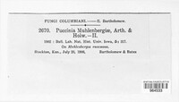 Puccinia muhlenbergiae image